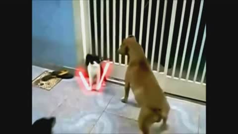 Cat vs Dog Epic Battle