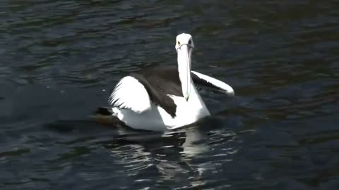 Rescued pelican pirouettes around in water for food, dazzling tourists in Australia