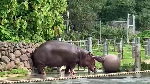 Hippo sprays poop all around