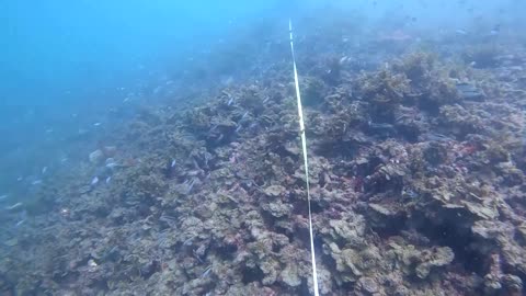 Great Barrier Reef faces 'heartbreaking' bleaching