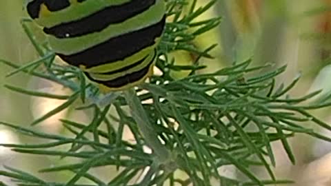 Black swallowtail butterfly larvae defensive reaction