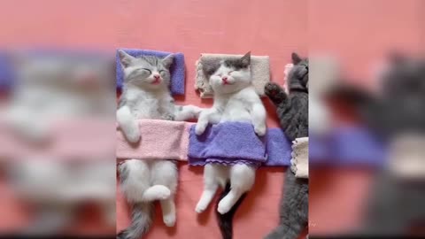 Baby Cats - Cute and Funny Cat Videos Compilation #14 #Shorts