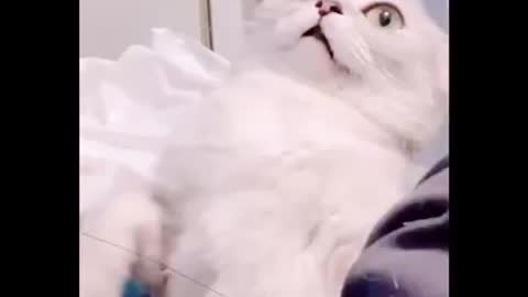 Epic cat