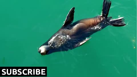 Sea lion swimming and pee in the green water