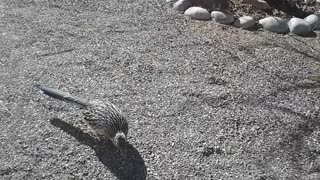 Friendly Handfed Roadrunner