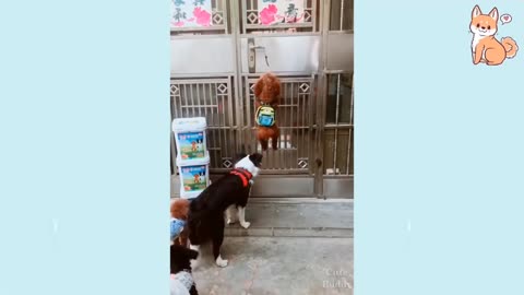 Cute dogs and puppies video part 2