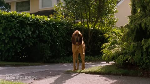 A cat and a dog play the road beautifully, racing to find their friends