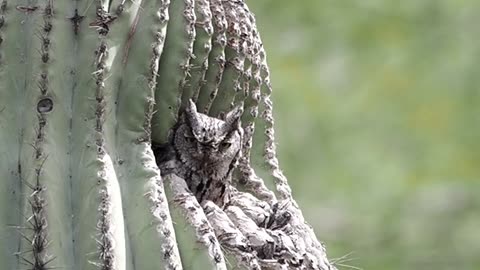 Western Screech Owl