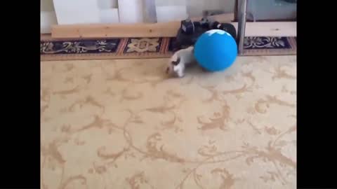 Cat Reaction to Playing Balloon - Funny Cat.