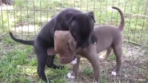 Funniest and cutest Pit bull 🐕🐶 puppies playing and running