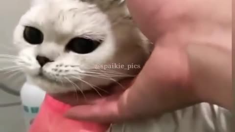 cat taking a shower and chilling