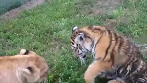 New !! TIGER vs LION Real Fight video -Wild jungle