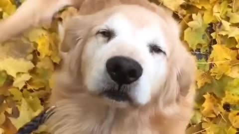 HAPPY DOG TIKTOK Compilation