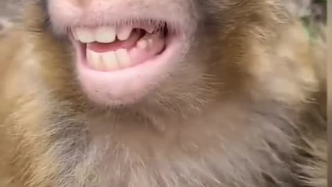 Monkey Funny viral video