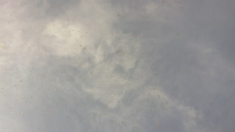 Swarm of Gnats flying in sky