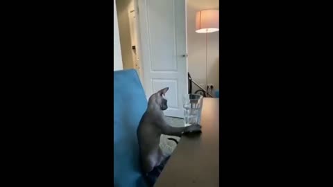 Cat funny video