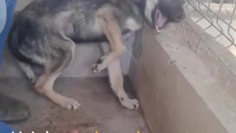 Dog Cries Every Time He's Touched — Until He Meets This Woman | The Dodo