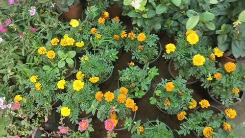 Jai Ambay Plant Nursery Miraroad | Mira Road Plant Nursery