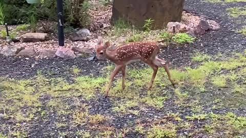 NW NC @ the Treehouse 🌳 Hattie Chrissy and fawn Suzie / deer 🦌 doe 🦌 fawn 🦌