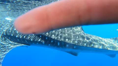 Fishing Boat Encounters Whale Shark