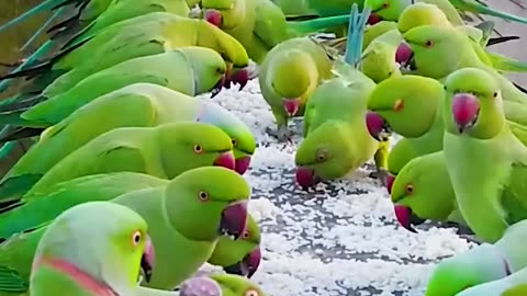 How to attract Parrots to your balcony