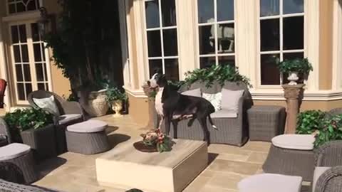 Great Danes chill out like humans by the pool