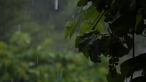 THUNDER & RAIN | Rainstorm Sounds For Relaxing, Focus or Ambience for Sleep