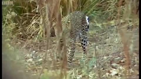 Zimbabwe Safari Guides in Training | Wild and Dangerous | BBC Earth