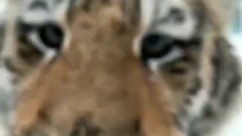 Bengal tiger cubs playing in the snow