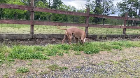 Pitbul VS German dog