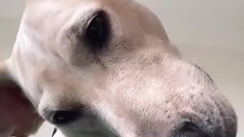 Funny dog Face times owner