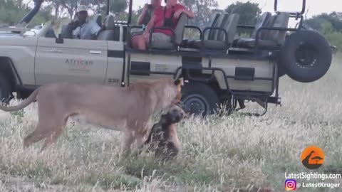 Wild Dog Plays Dead To Escape Lion