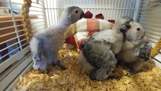 African Grey Congo Babies