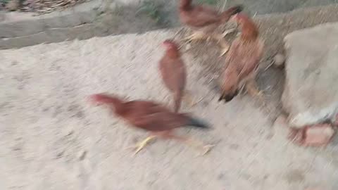 Cock video