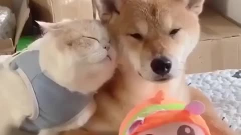 Beautiful dogs and cat