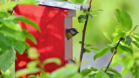 Beautiful colorful bird exiting its wooden nest quickly