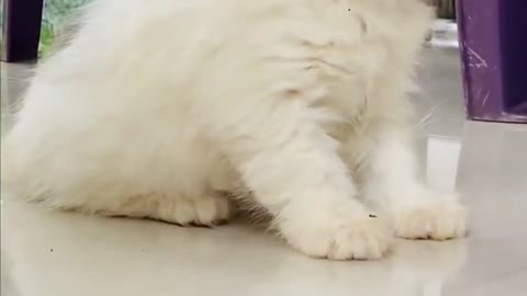 funny cat videos_funny cat videos status😸#shorts #fuuny #cat