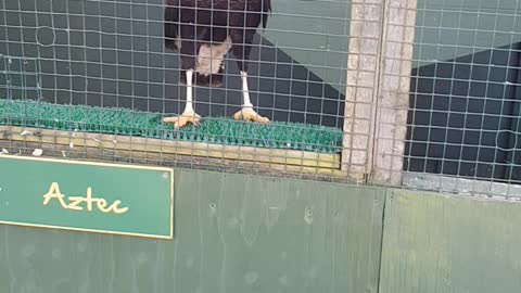 Bird of prey centre