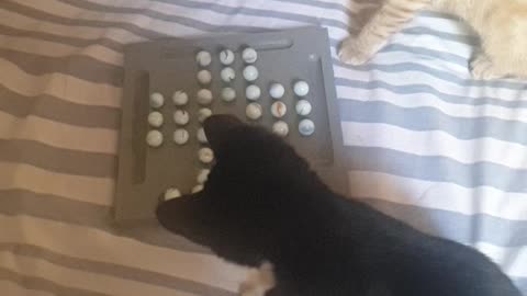 Funny Cute little kittens playing board game with each other