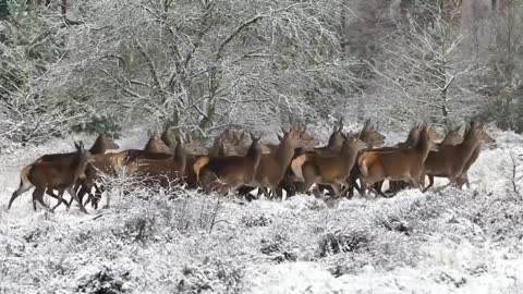 Amazing herd of deer