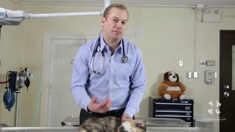 How to Safely Trim a Cat's Nails | Professional Vet Tutorial