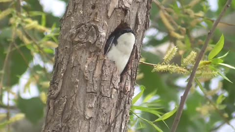 466 Tree Swallow Waiting For Mate