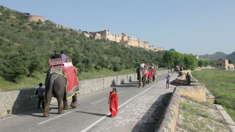 Elephants taking tourists to Amber Fort near Jaipur, Rajasthan, India, Asia