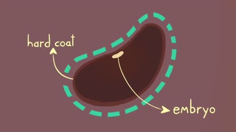 A common method of seed initiation