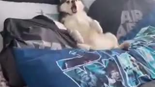 CAUGHT ON CAM! Adorable husky laying in bed soooo cuuutee!