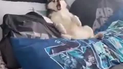 CAUGHT ON CAM! Adorable husky laying in bed soooo cuuutee!