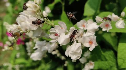 A wonderful scene of the bees moving slow motion