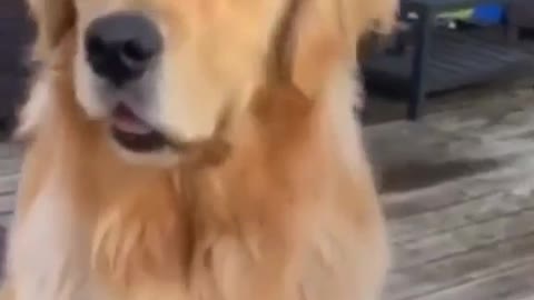 Funny animal dogs video?