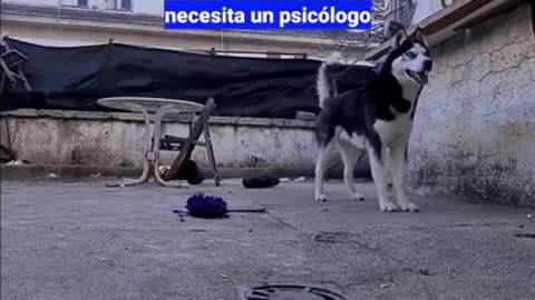 Video de perrito que habla