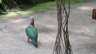 Green Imperial Dove, Philippines